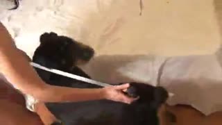 Брюнеткаи ҳайвоноти классикӣ бо саг