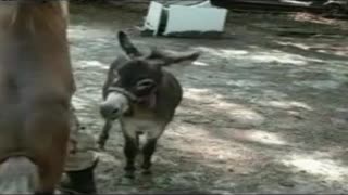 Ko'chada ikki eshak gay o'zbek yigitini qattiq sikishadi