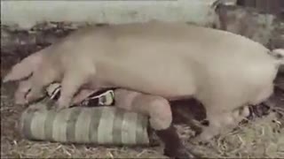 Чоң кабан классикалык позицияда жаш кызды мыкаачылык менен адамдык жол менен трахает